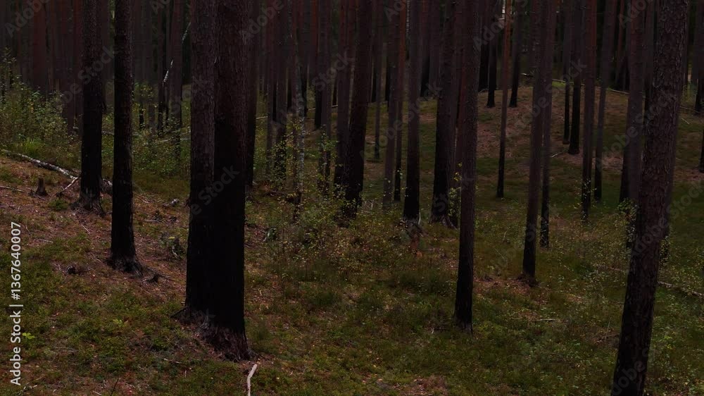 Poster a damaged forest with charred tree trunks stands in latvia - close up