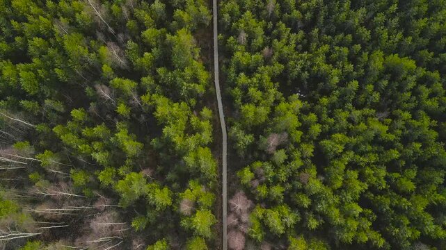Top down aerial view drone footage of P&auml;&auml;sk&uuml;la raba or marshland bog wetlands wooden hiking trail where peopleare seen walking on on a gorgeous sunny spring or autumn day. Camera moving up slowly.