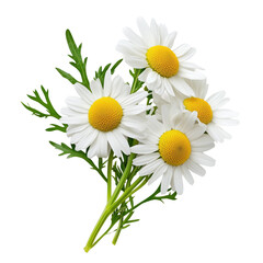 Fototapeta premium Fresh Daisies with Green Leaves Arrangement, png element with transparent bg