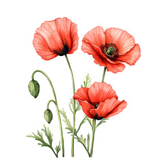 Obraz premium Watercolor Poppy Flowers Isolated on Transparent Background PNG