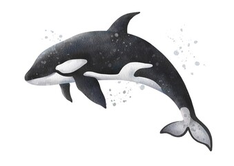 Watercolor killer whale. Digital illustration.