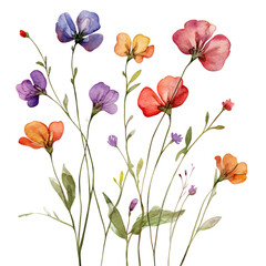 Watercolor Wildflower Sprigs Isolated on Transparent Background PNG