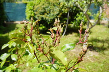 Young rose buds on a bush, ready to bloom, showcasing the early stages of floral development in a garden.