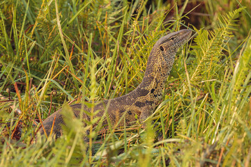 Nile monitor (Varanus niloticus); close up in green vegetation
