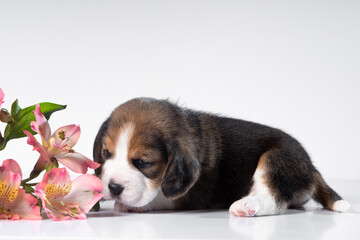 little beagle puppy on white background with flowers