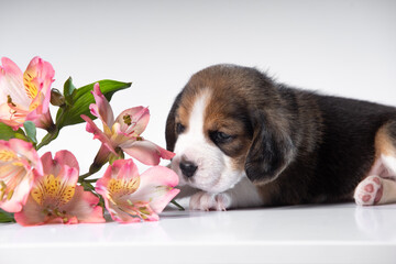 little beagle puppy on white background with flowers