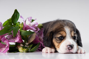 little beagle puppy on white background with flowers
