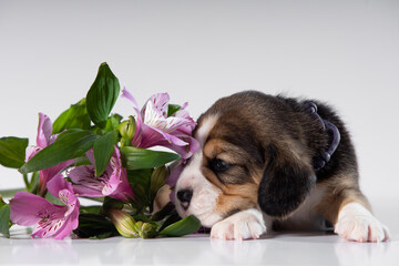 little beagle puppy on white background with flowers