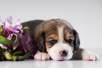little beagle puppy on white background with flowers