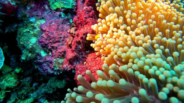 Anemonefish hide in the venomous tentacles of a sea anemone for protection on a coral reef.