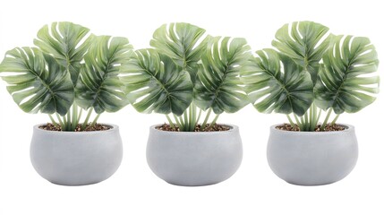 Fototapeta premium Three Artificial Monstera Plants in Grey Pots Home Decor
