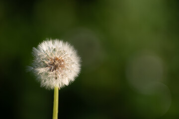 美しいタンポポの綿毛