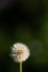 美しいタンポポの綿毛