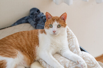 お気に入りの場所でくつろぐ可愛い猫　茶トラ白	