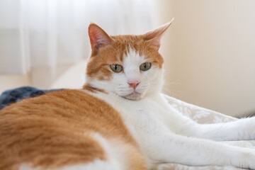 お気に入りの場所でくつろぐ可愛い猫　茶トラ白	