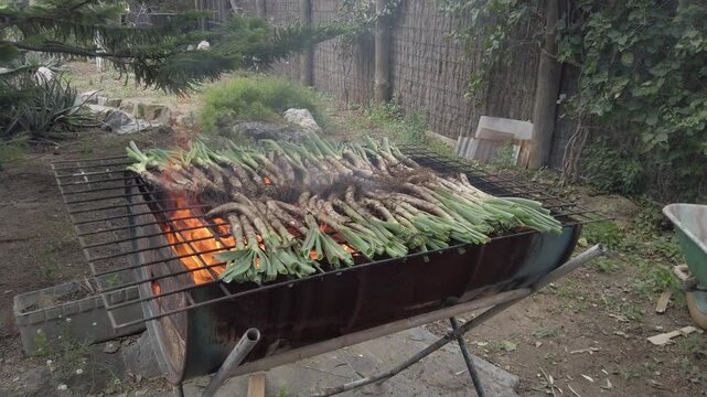Calcots, traditional sweet onions from catalonia, grilling over open flame on homemade metal barrel barbecue in verdant garden environment during sunny daytime