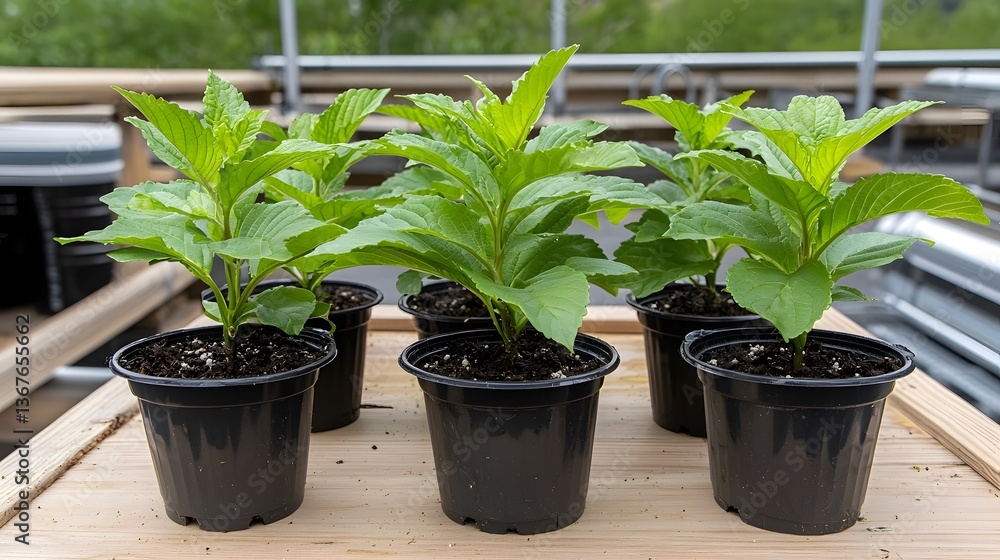 Poster cutting edge nanobot assisted plant systems utilizing advanced technology to enhance photosynthesis 