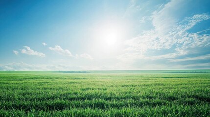 Serene Green Field Under a Bright Sky
