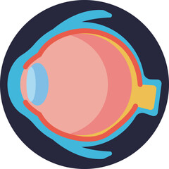 Eyeball Anatomy – Illustrates the basic structure and components of the human eye.