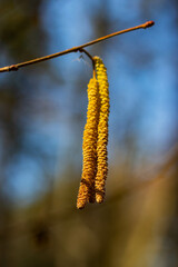 Hazel earrings in spring in sunlight