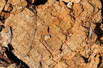 tree bark texture
