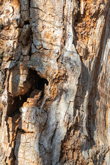 old dead tree eaten by insects