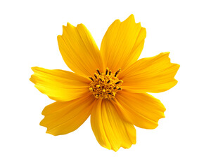 Obraz premium Isolated Yellow Cosmos Flower on Transparent Background, Perfect for Design Projects, PNG Image