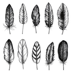 Hand-drawn Feather Illustrations Isolated on Transparent Background PNG