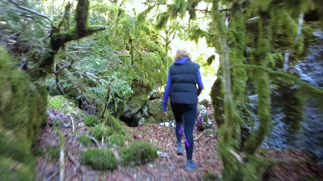 Woman hiker walking in mossy forest