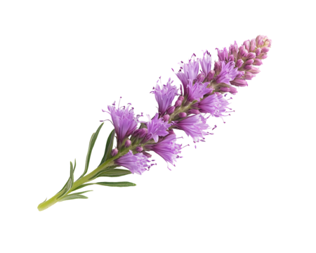 Isolated Dense Blazing Star Flower PNG, Liatris Spicata Transparent Background, Violet Blooming Plant, Macro Close Up