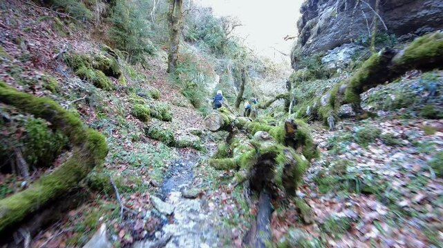 Hikers walking on fallen tree trunks in a mossy forest canyon
