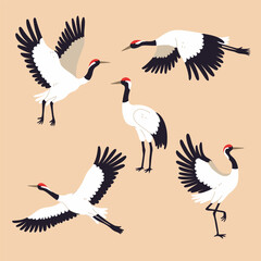 Set of flying, standing and dancing red-crowned cranes. Vector graphics.