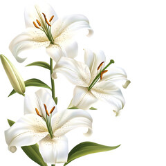 Obraz premium Easter Lilies Isolated on Transparent Background PNG