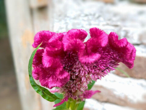 Celosia cristata beautiful flowers that resemble a cockscomb with a red color - Powered by Adobe