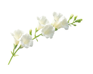 Isolated White Trumpet Flowers on Black Background - PNG Transparent Image, Floral Blossom and Buds