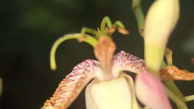 Tamarind flower