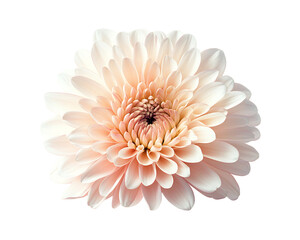 Isolated Peach Dahlia Flower on Transparent Background - High Resolution PNG Image