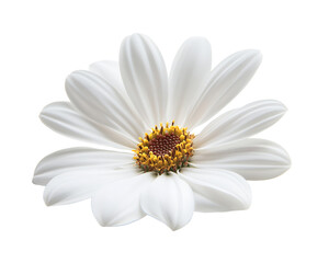 Fototapeta premium Isolated White Daisy Flower with Yellow Pollen on Transparent Background, close up macro photography