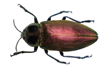 Pink beetle identified as Euchroma gigantea rests on a clean white background. Its vibrant coloration and distinctive patterns make it an intriguing specimen for entomological exploration.