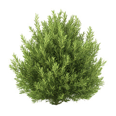 3D Rosemary Bush with Slender Aromatic Green Leaves Isolated on Transparent Background