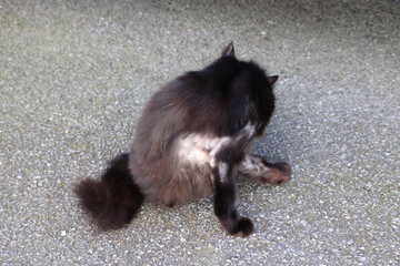 Sick cat with skin fungal infection and bald patches resting on the ground