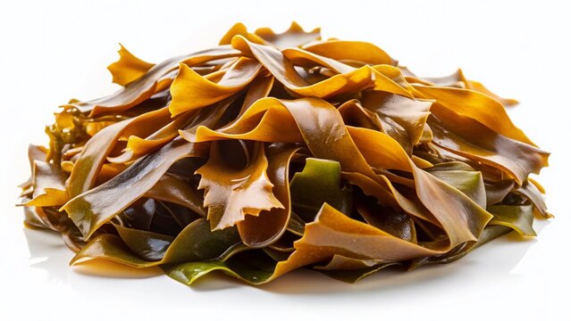 Kombu Kelp (Laminaria Ochroleuca) Seaweed Isolated on White Background - Stock Photo