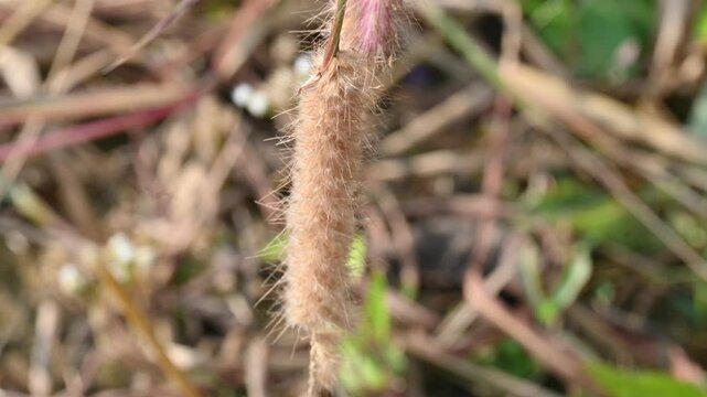 Pennisetum pedicellatum grass. This is an indigenous grass of&nbsp;Ethiopia&nbsp;of the&nbsp;monocot&nbsp;angiosperm&nbsp;plant family&nbsp;Poaceae. Its common names desho,&nbsp;annual kyasuwa grass, bare grass, and&nbsp;deenanath grass.