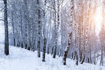Birch grove after a snowfall on a winter. Sunlight breaking through the branches.