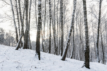 Fototapeta premium Birch grove after a snowfall on a winter cloudy day. Birch branches covered with snow.