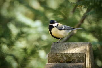 A small tit Parus major perches on a gray stone gravestone in front of a green blurred background
