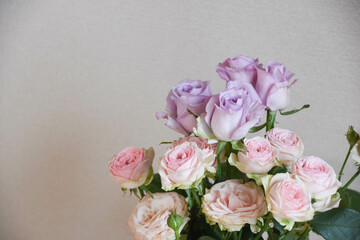 紫とピンクのばら