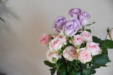 紫とピンクのばら