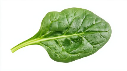 Fototapeta premium Fresh Spinach Leaf with Glossy Deep Green Color and Delicate Veins