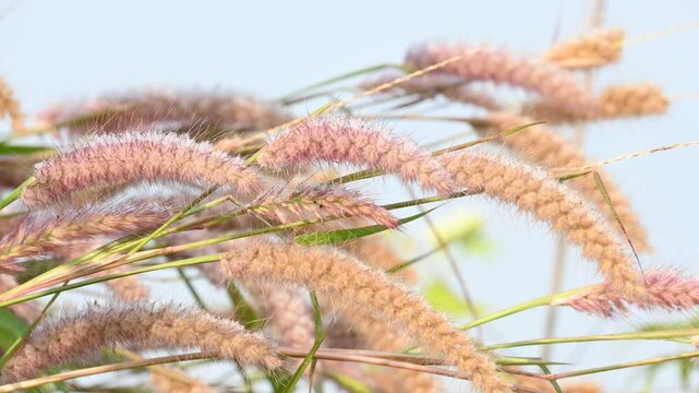 Pennisetum pedicellatum grass. This is an indigenous grass of&nbsp;Ethiopia&nbsp;of the&nbsp;monocot&nbsp;angiosperm&nbsp;plant family&nbsp;Poaceae. Its common names desho,&nbsp;annual kyasuwa grass, bare grass, and&nbsp;deenanath grass.